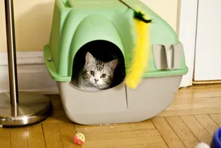 지붕 있는 화장실 안에서 밖을 내다보는 고양이